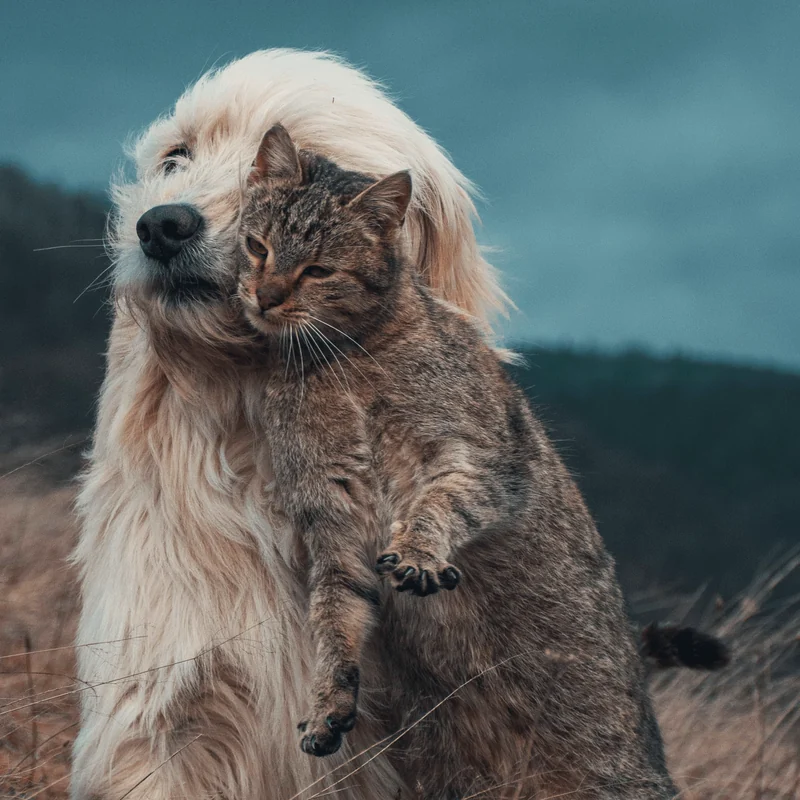 A dog and a cat leaning into each other
