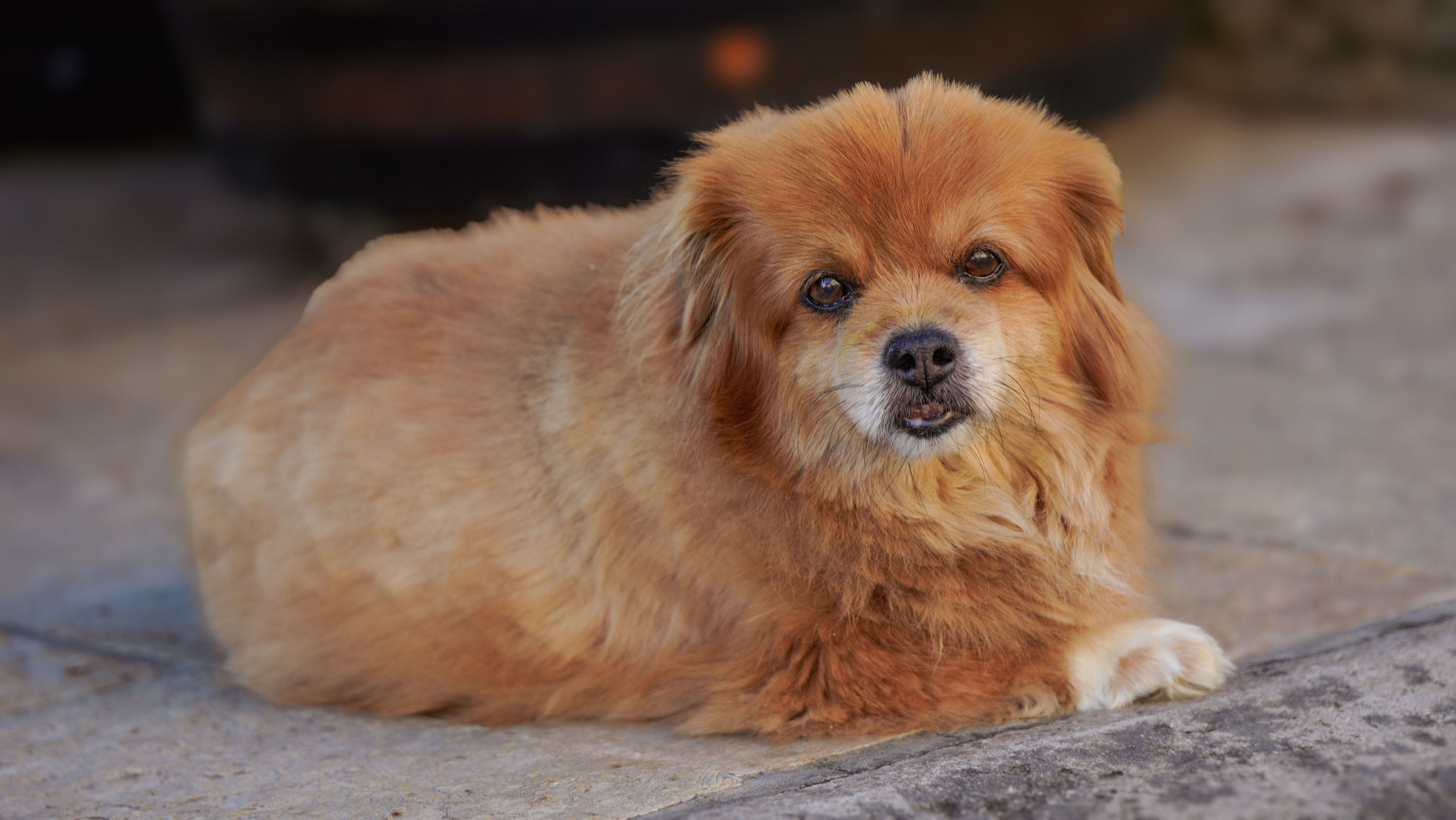 A fluffy ginger dog resting on the pavement, looking at the camera